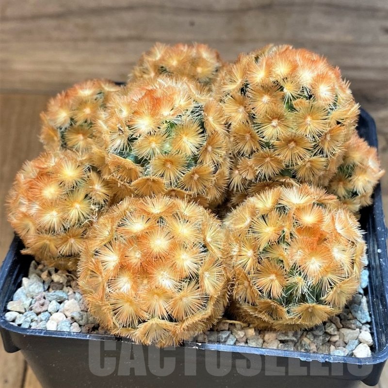 SH23703 Mammillaria carmenae ‘Buddha’ hybrid