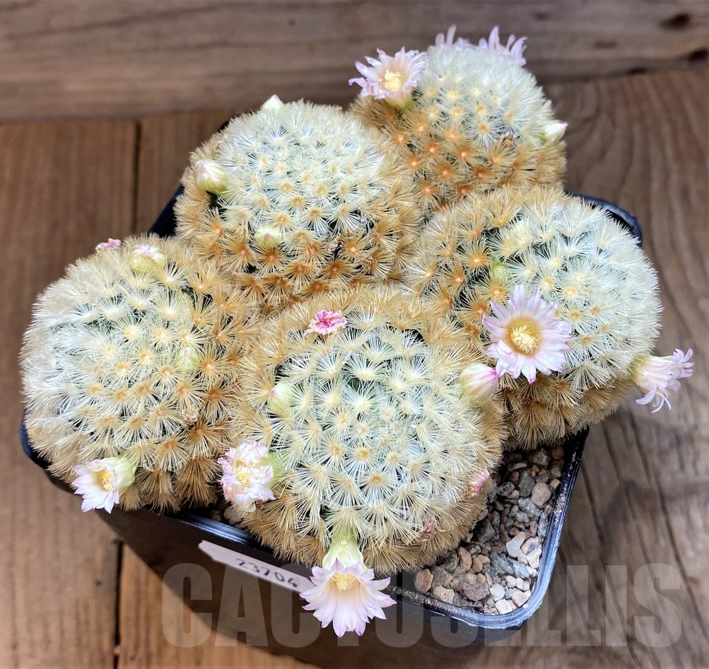 SH23704 Mammillaria carmenae hybrid