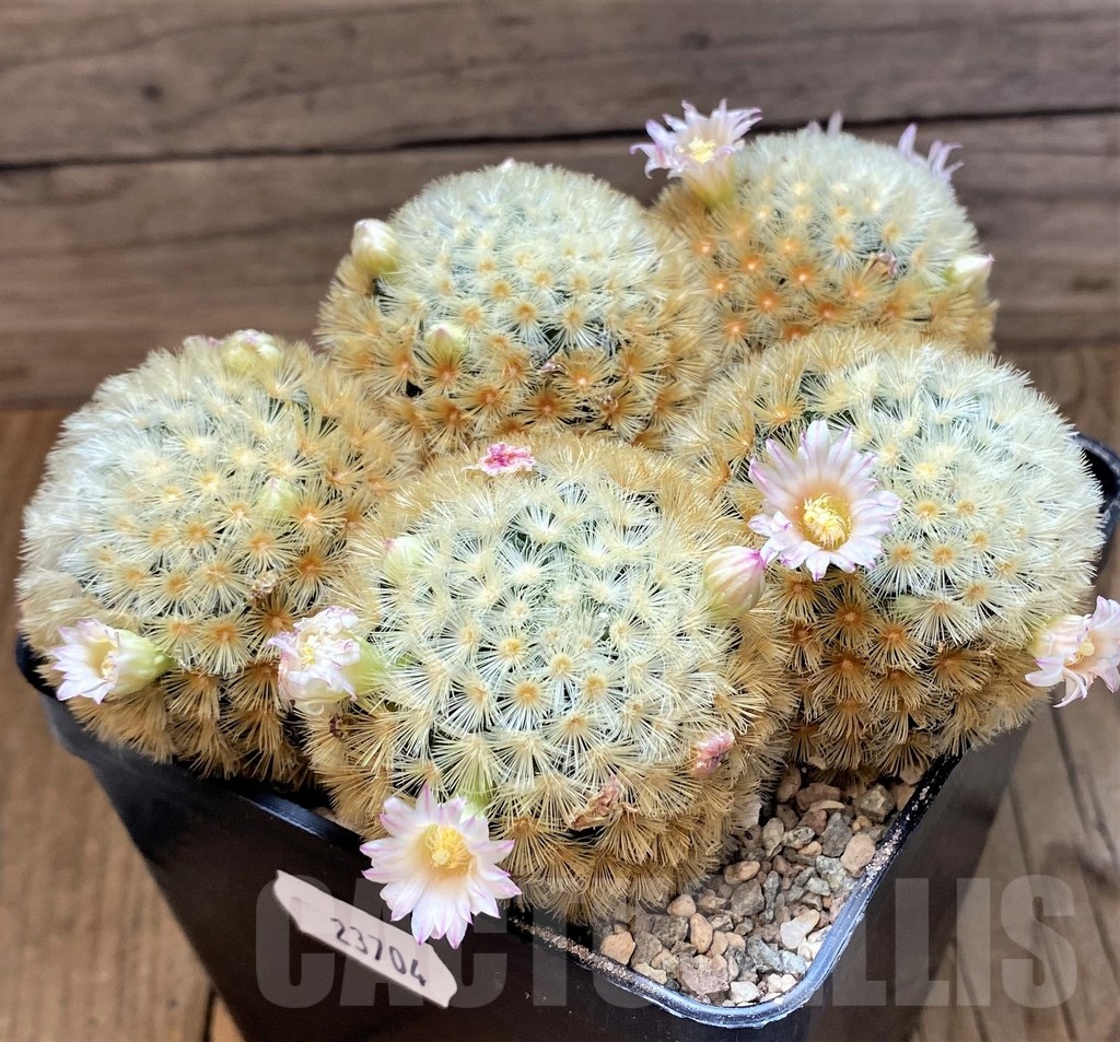 SH23704 Mammillaria carmenae hybrid - Image 2