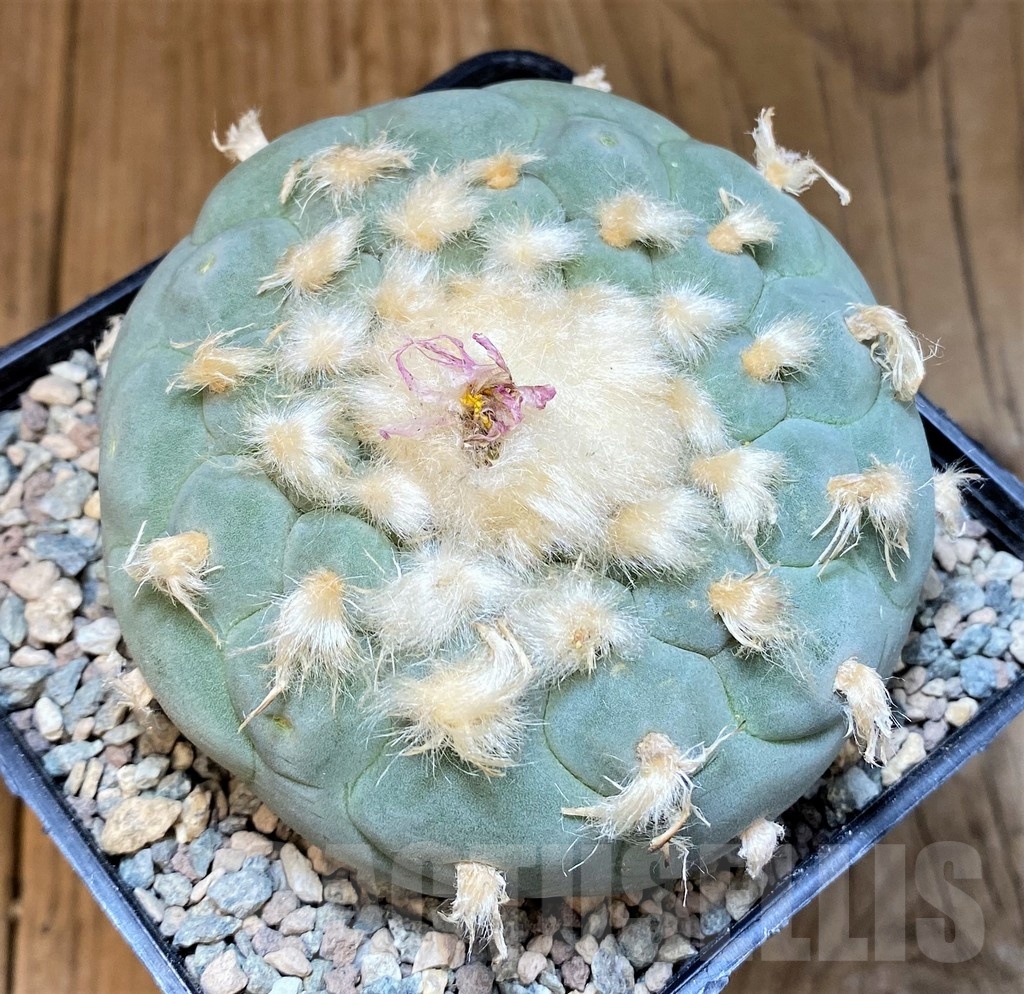 SH23705 Anhalonium frichii, 15 years old