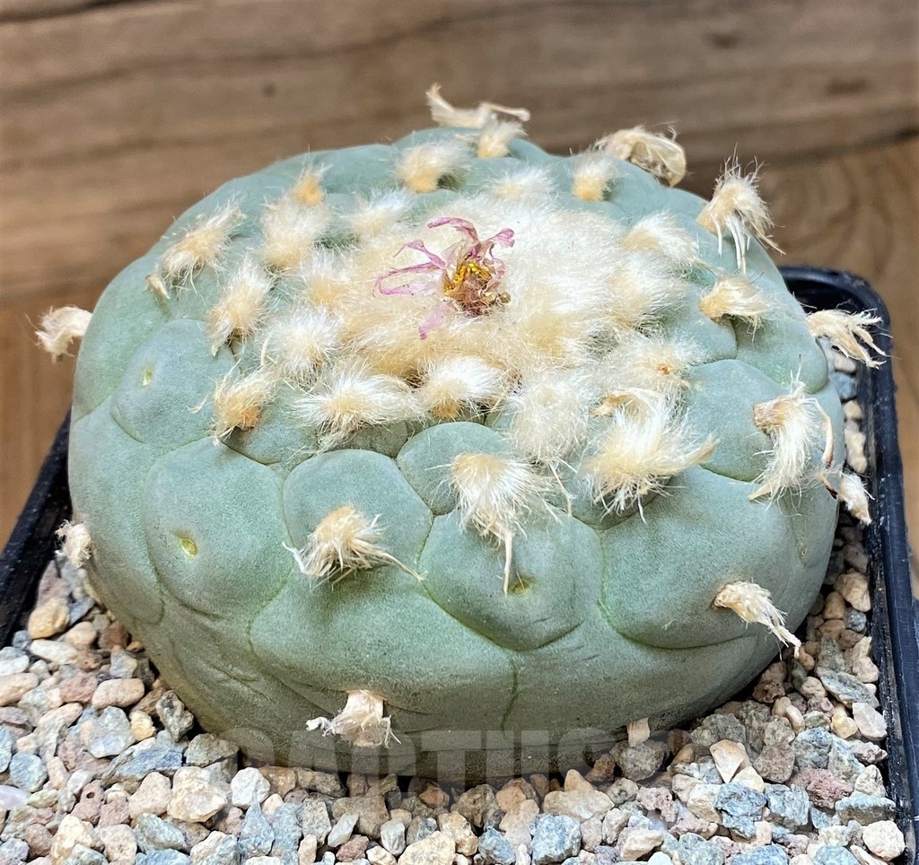 SH23705 Anhalonium frichii, 15 years old - Image 2