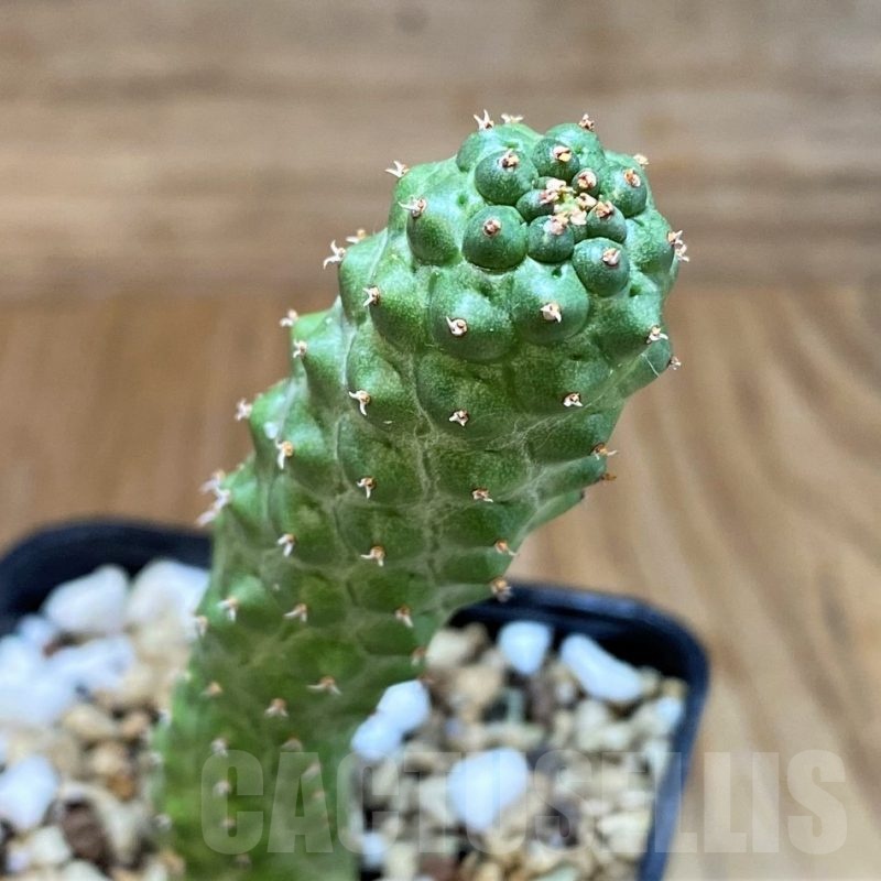 SH23653 Euphorbia echinus x tortirama x gymnocalycioides