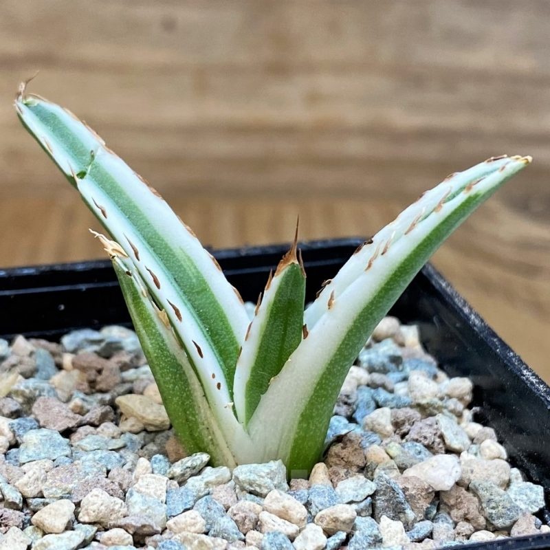 SH23706 Agave victoriae-reginae 'White Rhino'