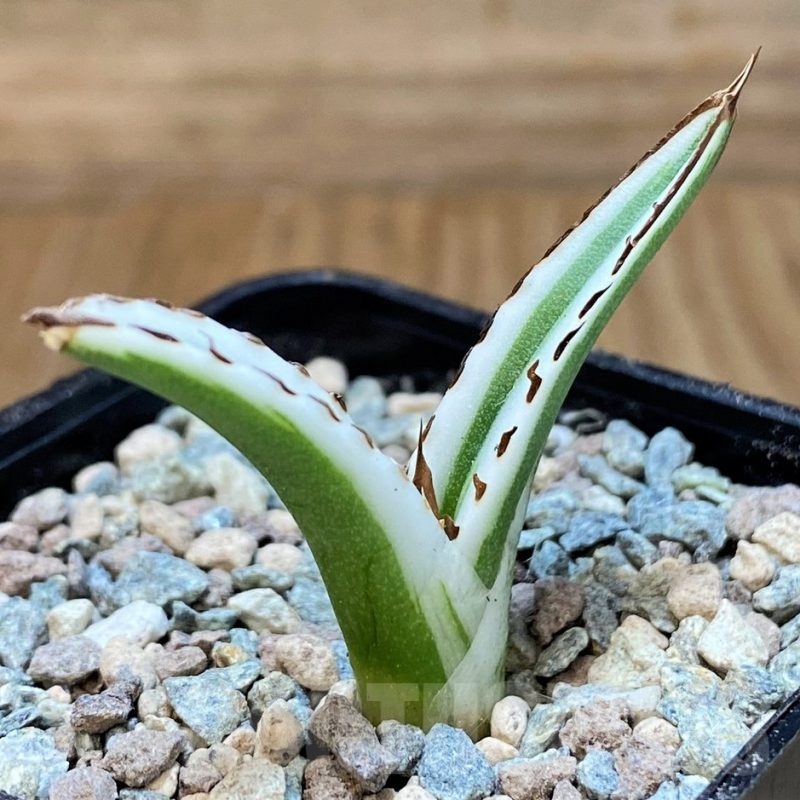 SH23707 Agave victoriae-reginae 'White Rhino'