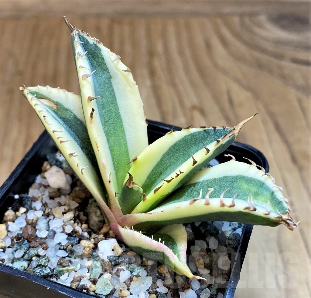 SH23708 Agave titanota ‘Snaggle Tooth’ f. variegata - Image 2
