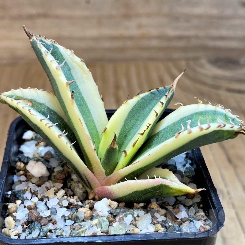 SH23708 Agave titanota ‘Snaggle Tooth’ f. variegata