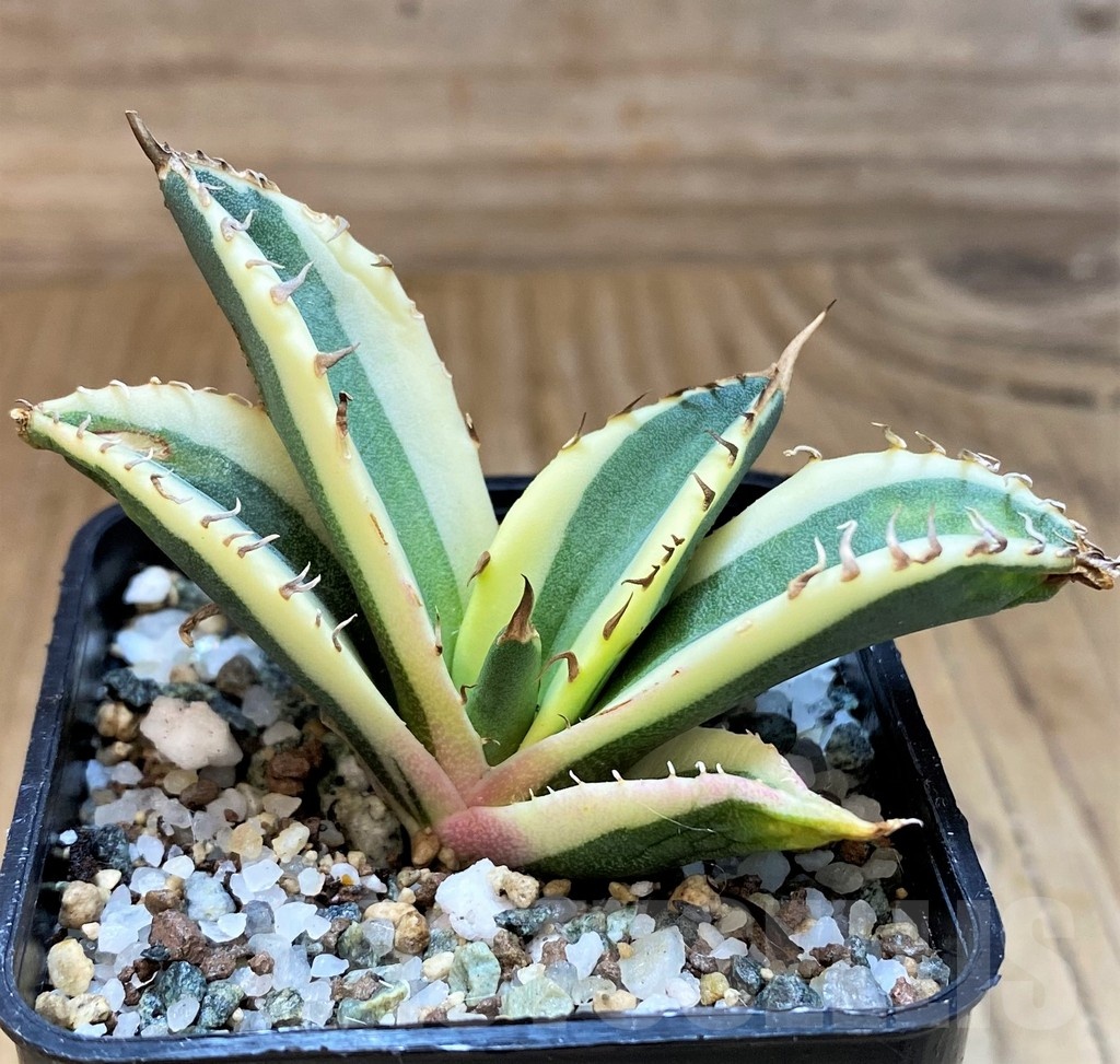 SH23708 Agave titanota ‘Snaggle Tooth’ f. variegata