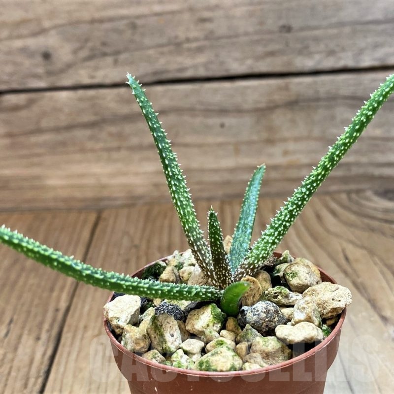 SH23709 Aloe delicatifolia