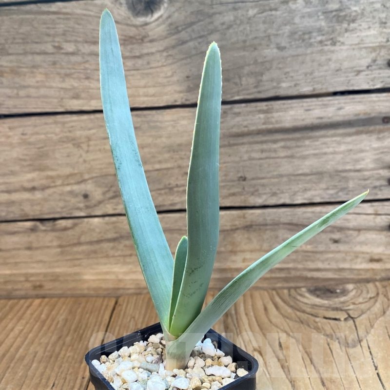 SH23711 Aloe plicatilis