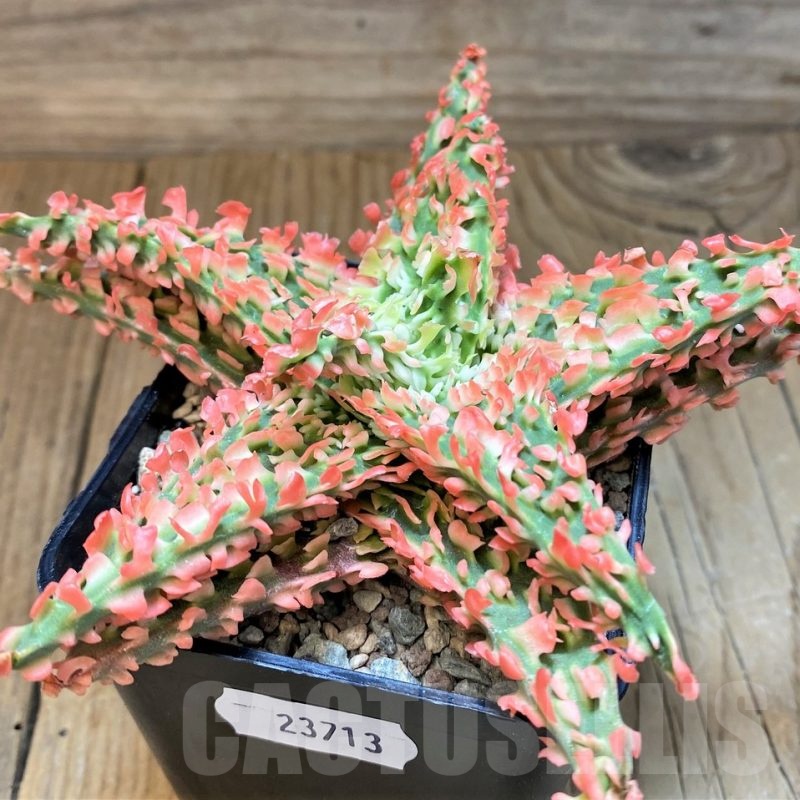 SH23713 Aloe TCT hybrid