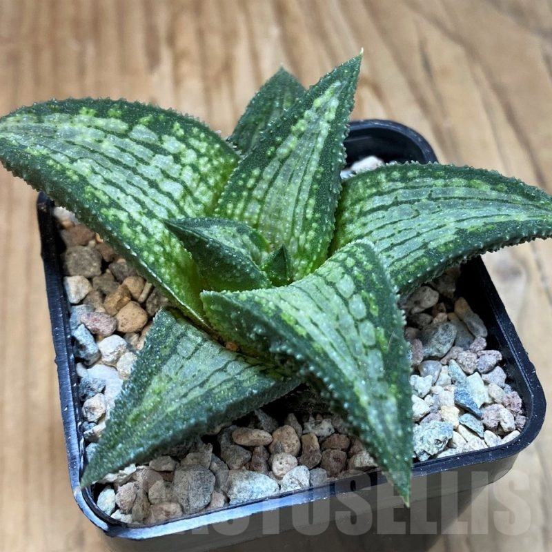 SH23644 Haworthia koelmaniorum T-2