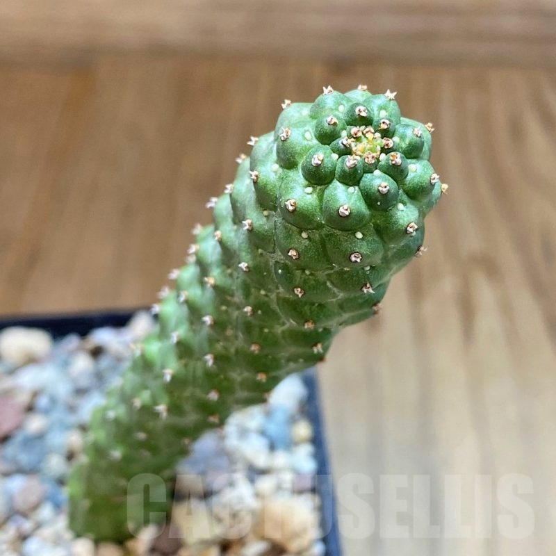 SH23654 Euphorbia echinus x tortirama x gymnocalycioides