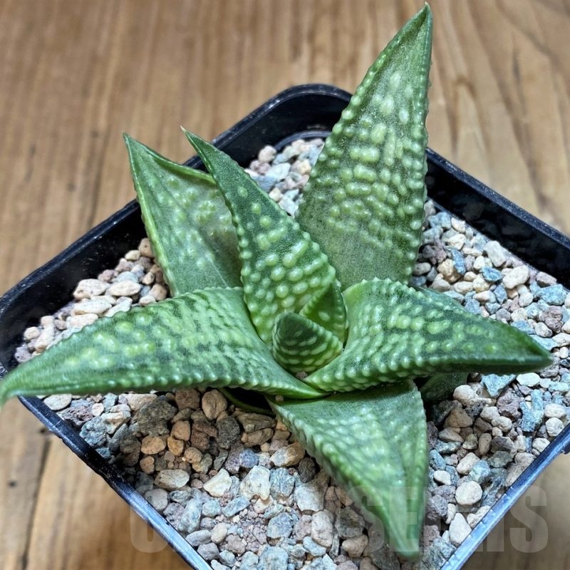 SH23646 Haworthia koelmaniorum ‘Daiginga’