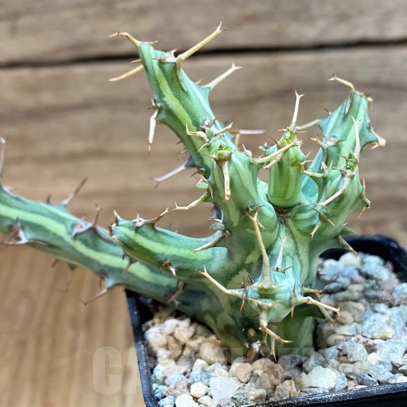 SH23656 Euphorbia schizacantha