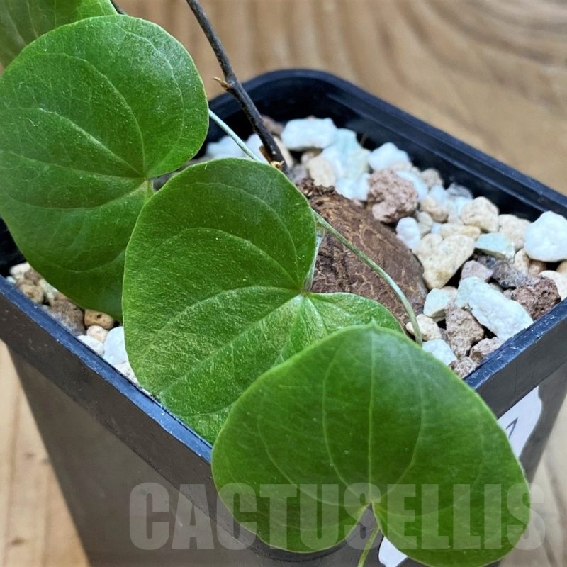 SH23657 Dioscorea elephantipes, seedling