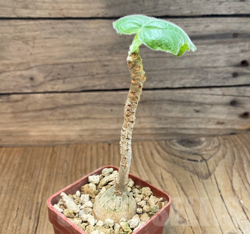 SH23658 Uncarina roeoesliana - Image 2