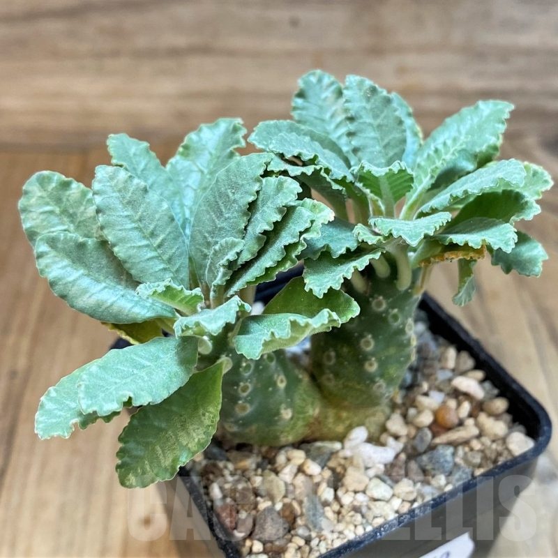 SH22659 Dorstenia lavrani