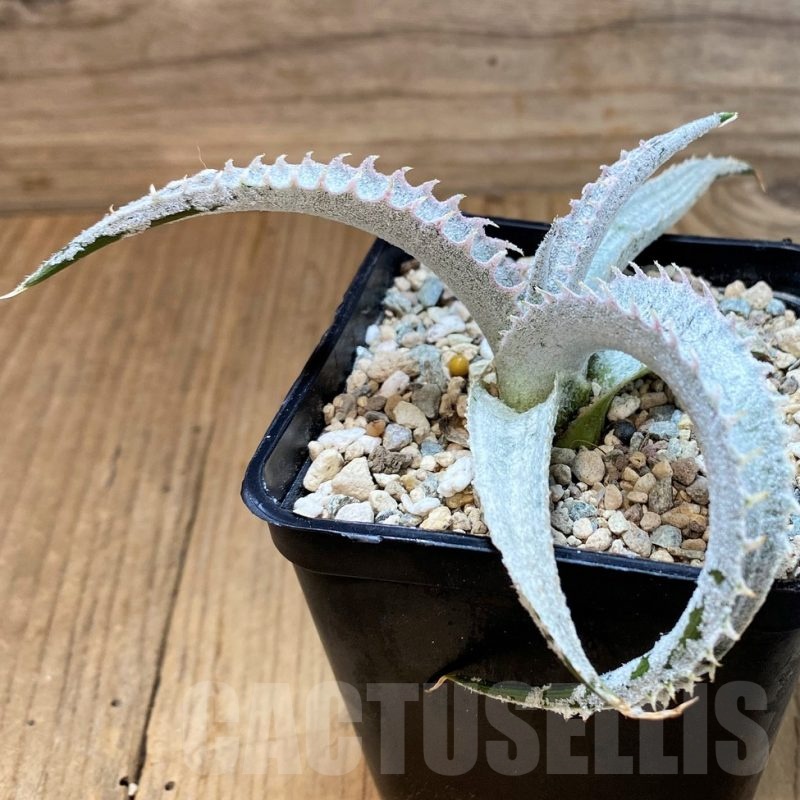 SH23648 Dyckia marnier-lapostollei ‘Pink Spine’ x marnier-lapostollei HU5