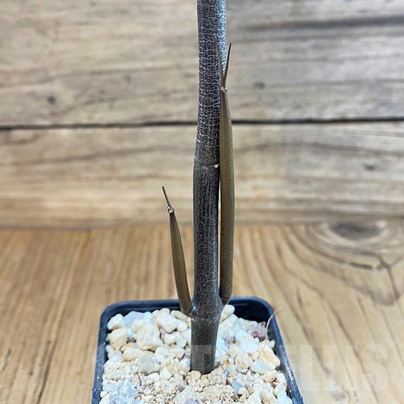 SH23661 Ceropegia fusca, seedling