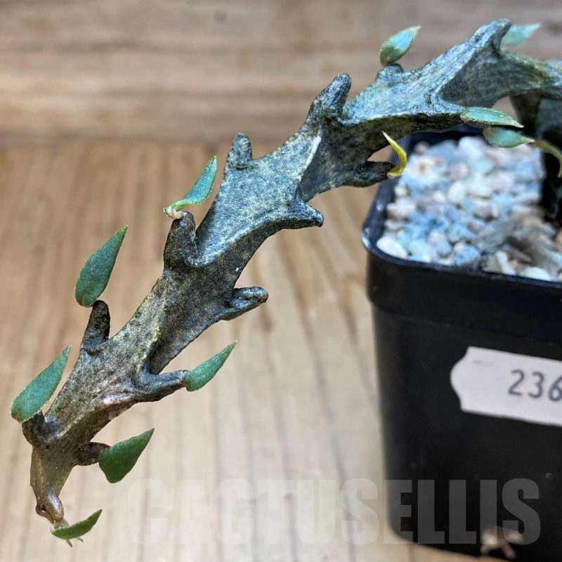 SH23662 Ceropegia bosseri