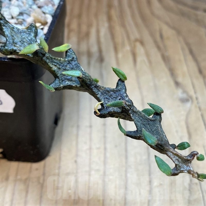 SH23663 Ceropegia bosseri