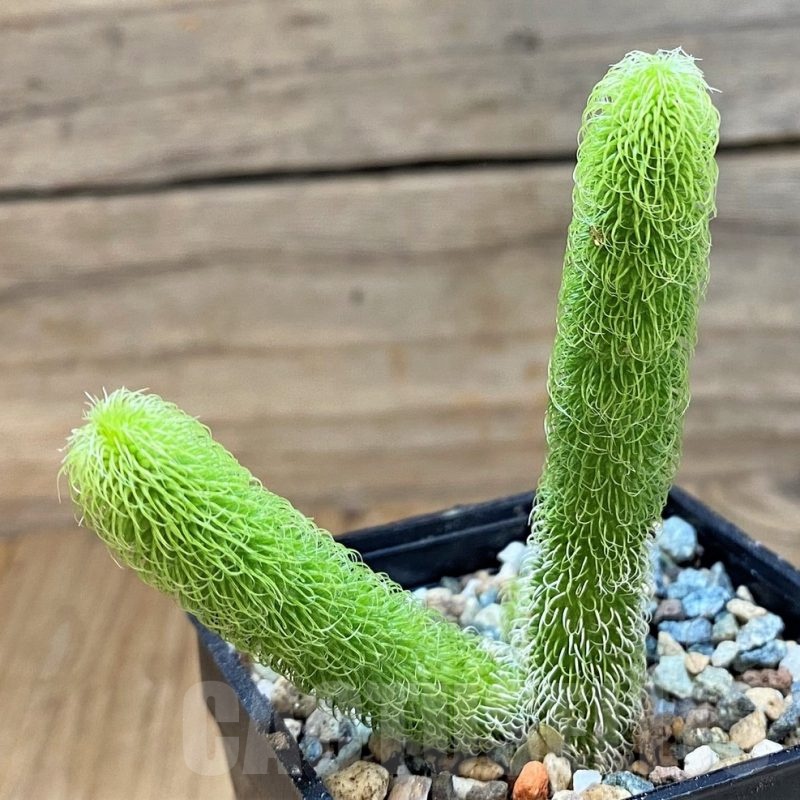 SH23665 Stapelianthus pilosus