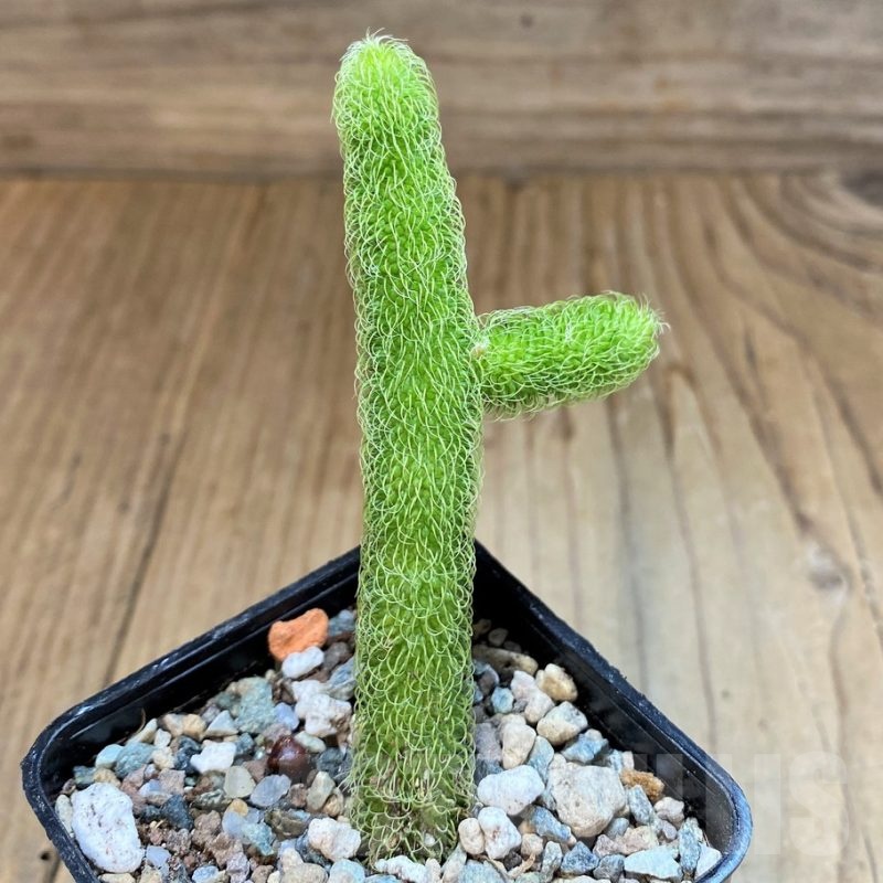 SH23666 Stapelianthus pilosus