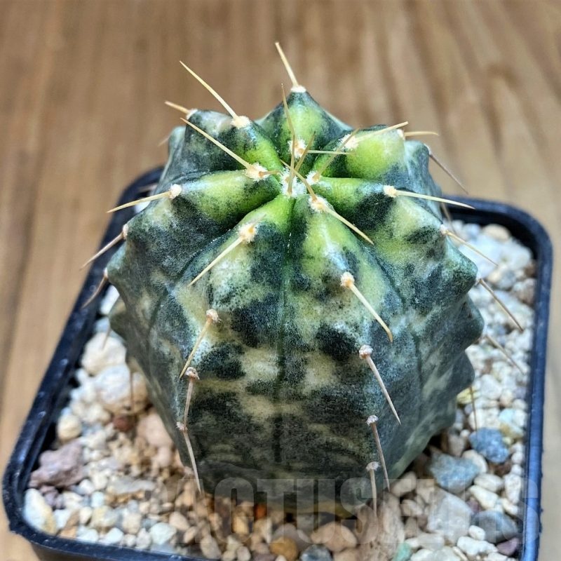 SH23667 Echinocereus knippelianus f. variegata