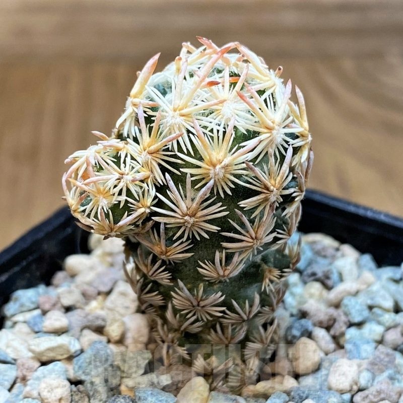 SH23668 Escobaria nellieae