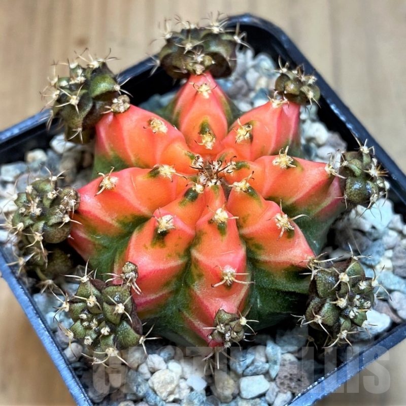 SH23671 Gymnocalycium mihanovichii 'French Fuchsia'