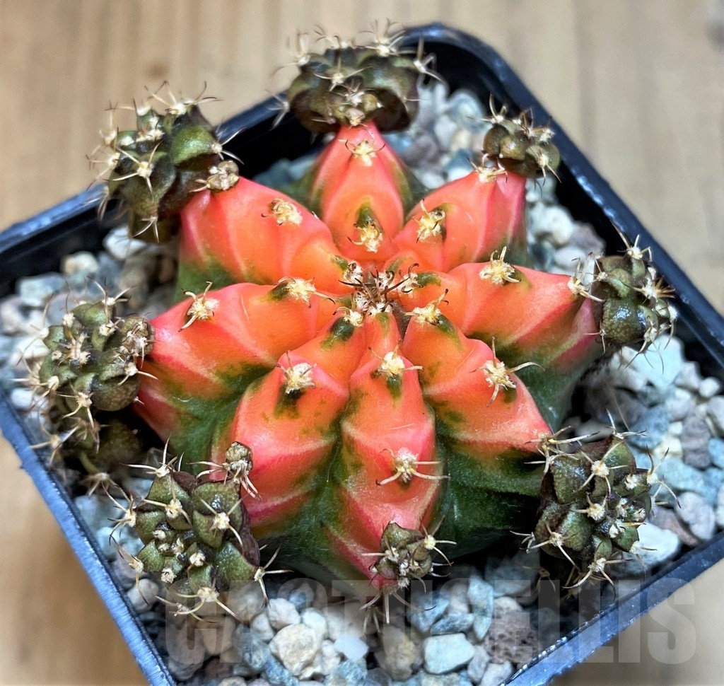 SH23671 Gymnocalycium mihanovichii 'French Fuchsia'