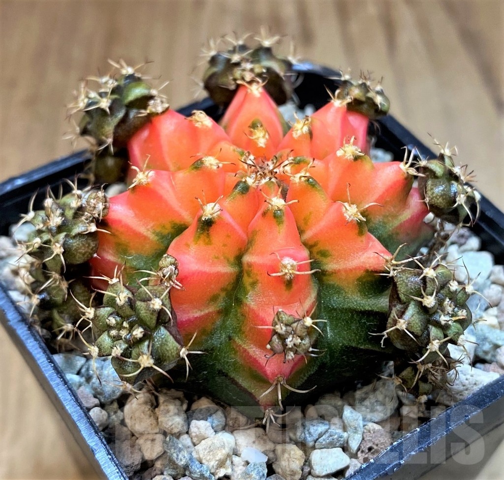 SH23671 Gymnocalycium mihanovichii 'French Fuchsia' - Image 2