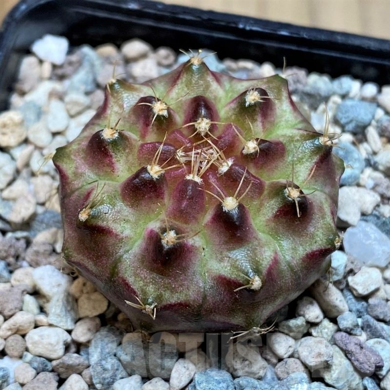 SH23672 Gymnocalycium mihanovichii 'Neon' hybrid