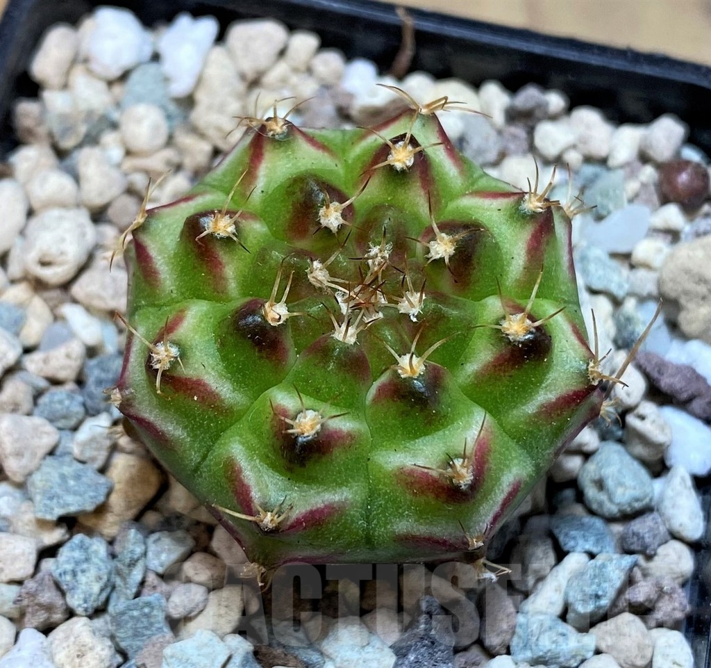 SH23673 Gymnocalycium mihanovichii 'Neon' hybrid - Image 2