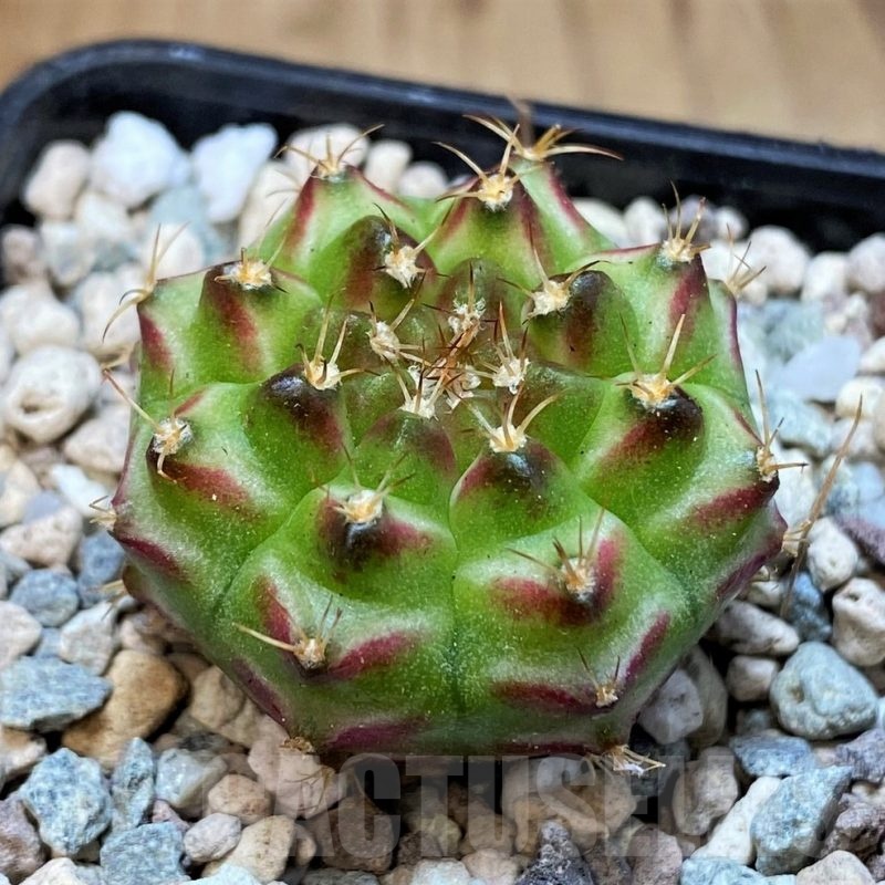 SH23673 Gymnocalycium mihanovichii 'Neon' hybrid