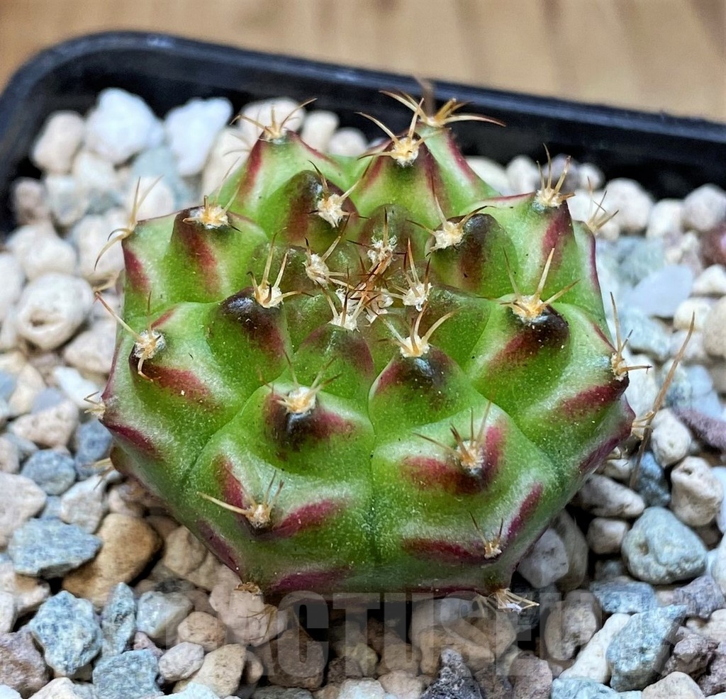 SH23673 Gymnocalycium mihanovichii 'Neon' hybrid