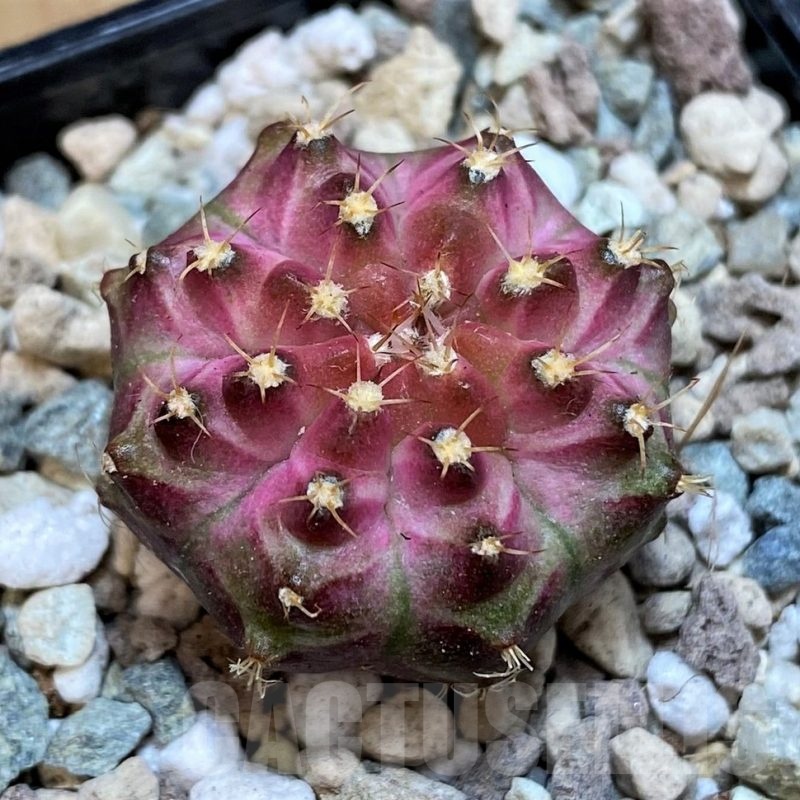SH23674 Gymnocalycium mihanovichii 'Neon' hybrid
