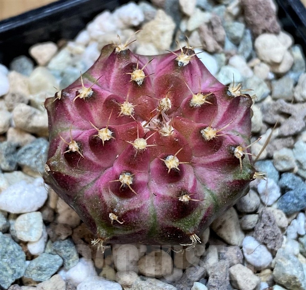 SH23674 Gymnocalycium mihanovichii 'Neon' hybrid