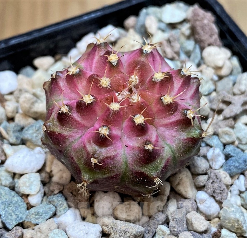 SH23674 Gymnocalycium mihanovichii 'Neon' hybrid - immagine 2