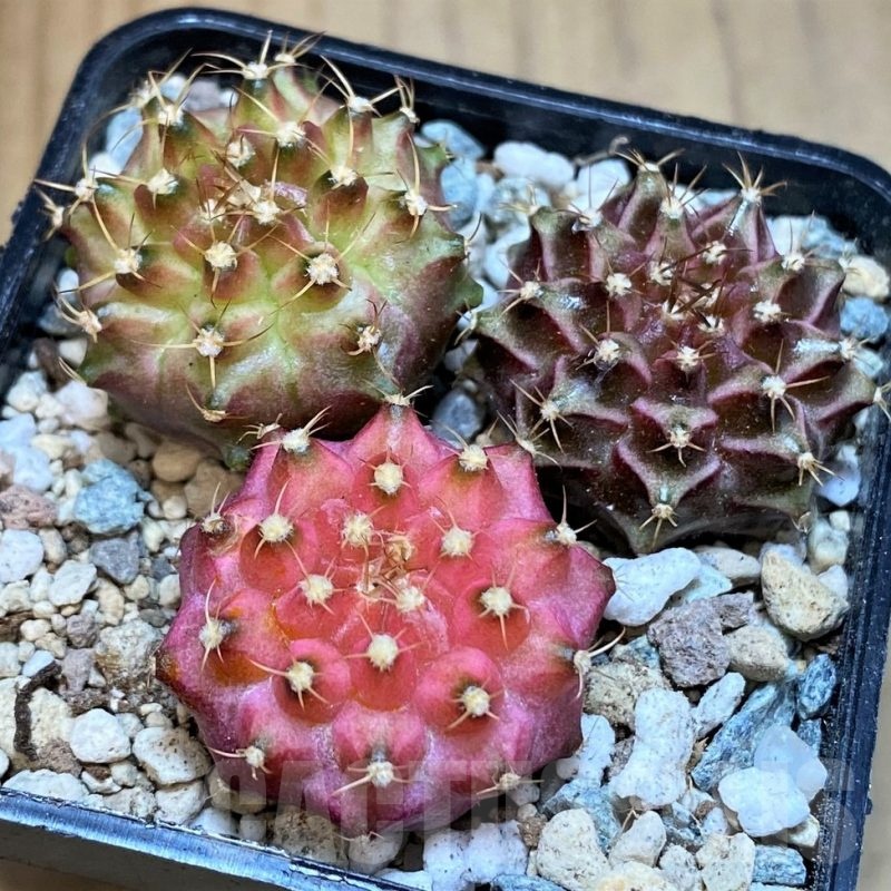 SH23675 Gymnocalycium mihanovichii 'Neon', seedling mix