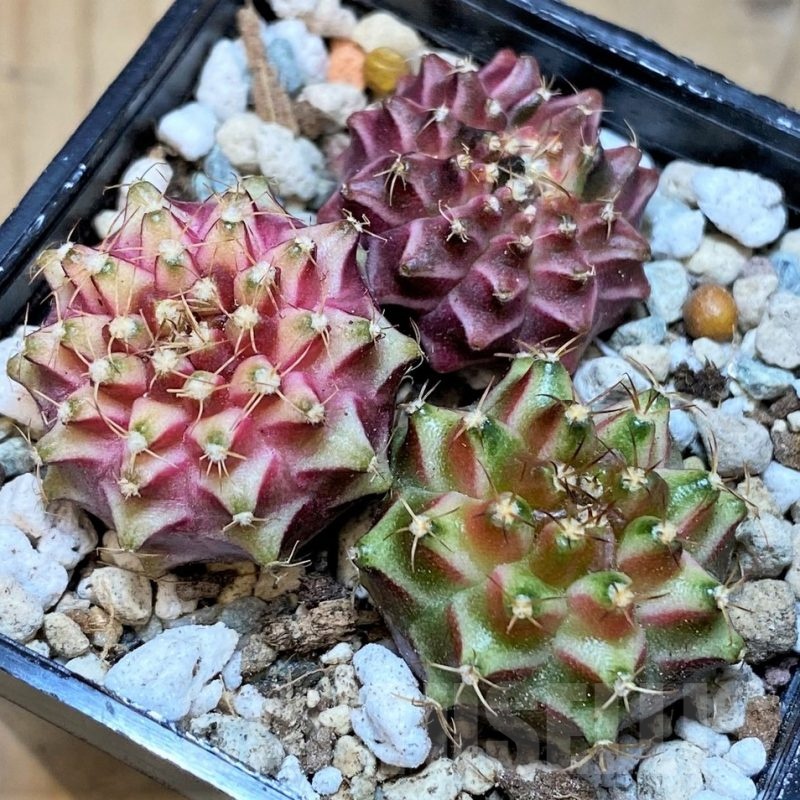 SH23676 Gymnocalycium mihanovichii 'Neon', seedling mix