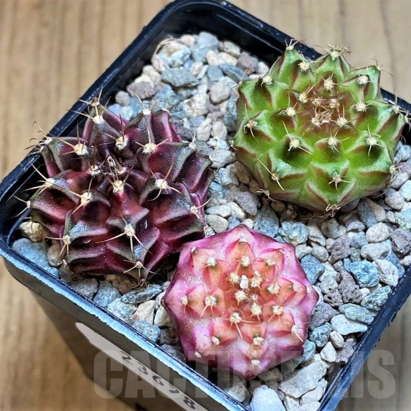 SH23678 Gymnocalycium mihanovichii 'Neon', seedling mix