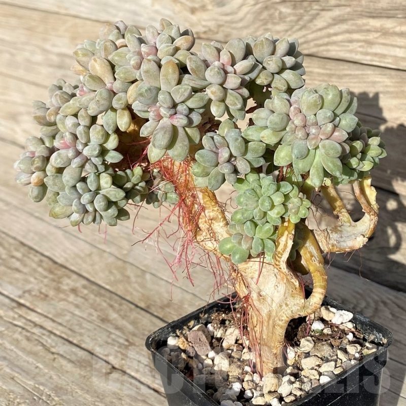 SH22902 Graptopetalum amethystinum f. cristata