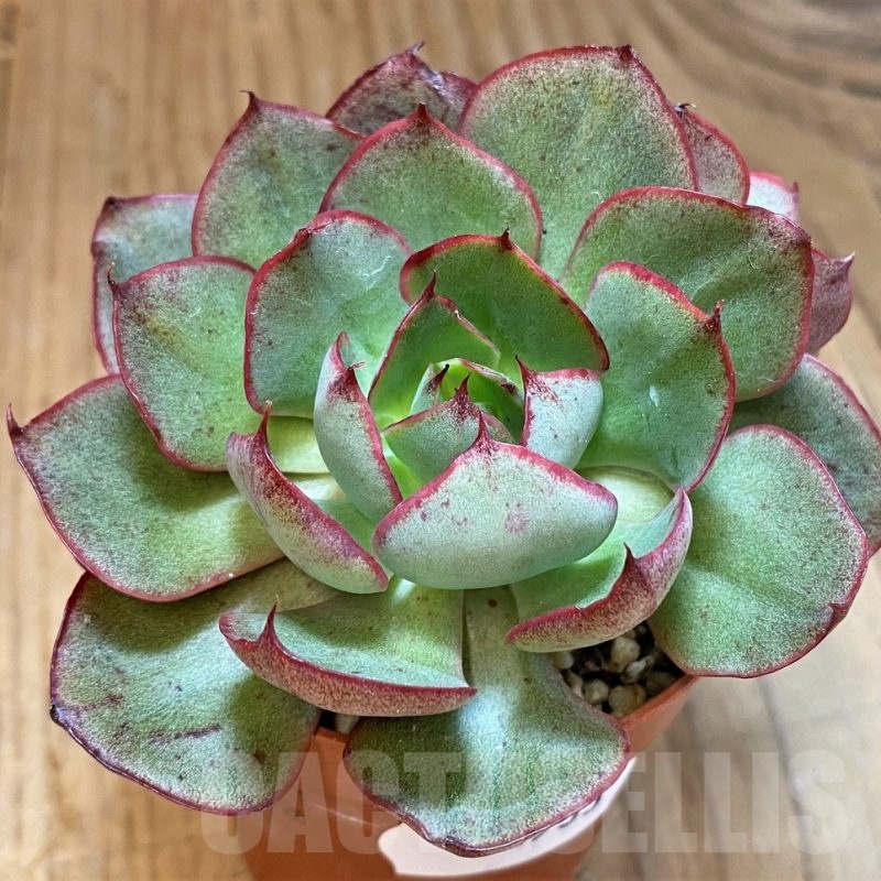 SH22933 Echeveria 'Moon Gadnis'
