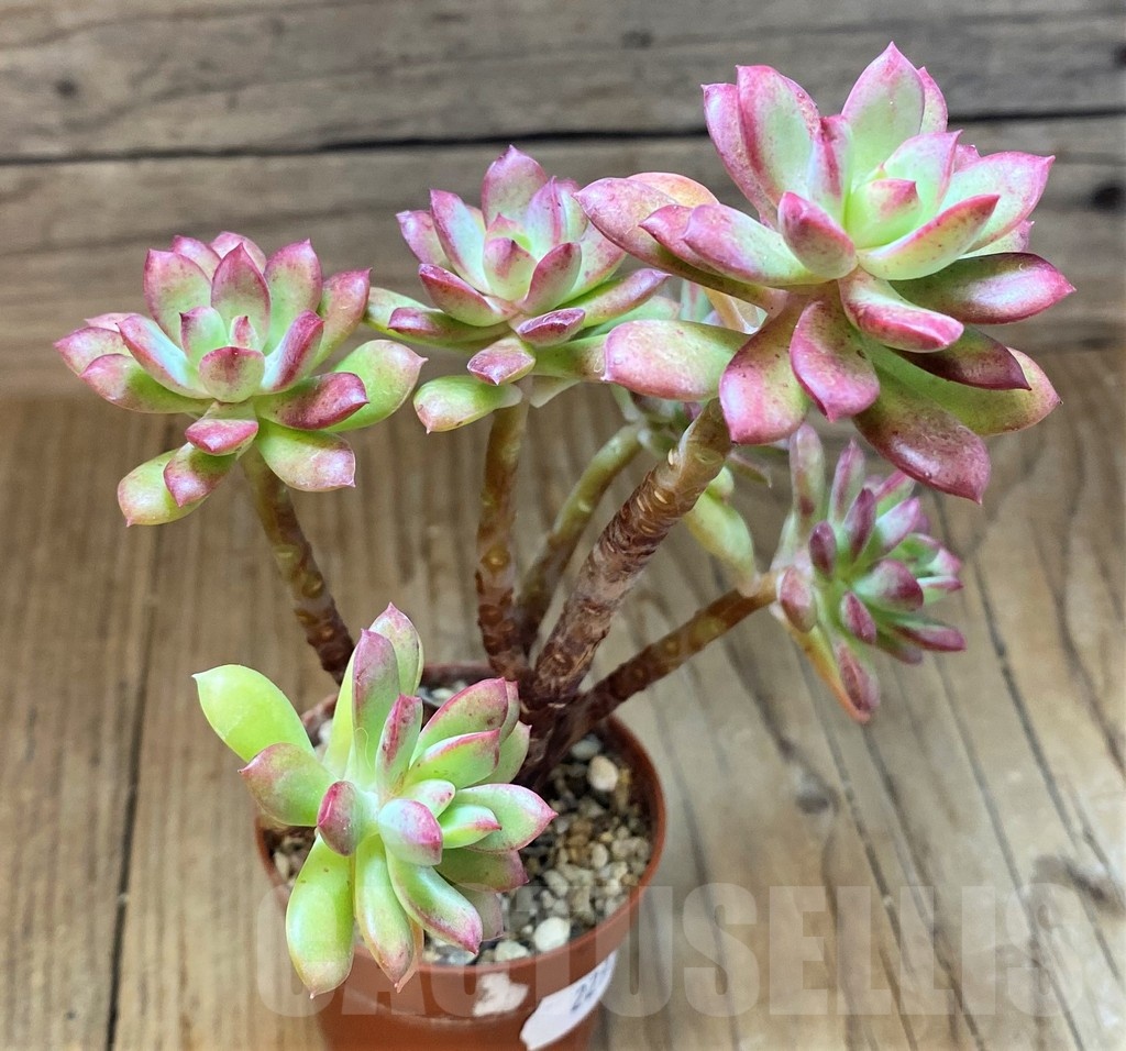 SH22934 Echeveria 'Minibelle'