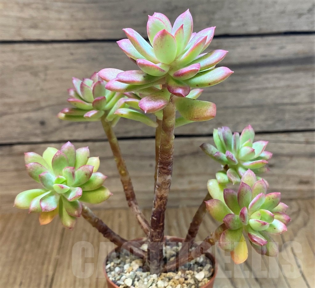 SH22934 Echeveria 'Minibelle' - Image 3