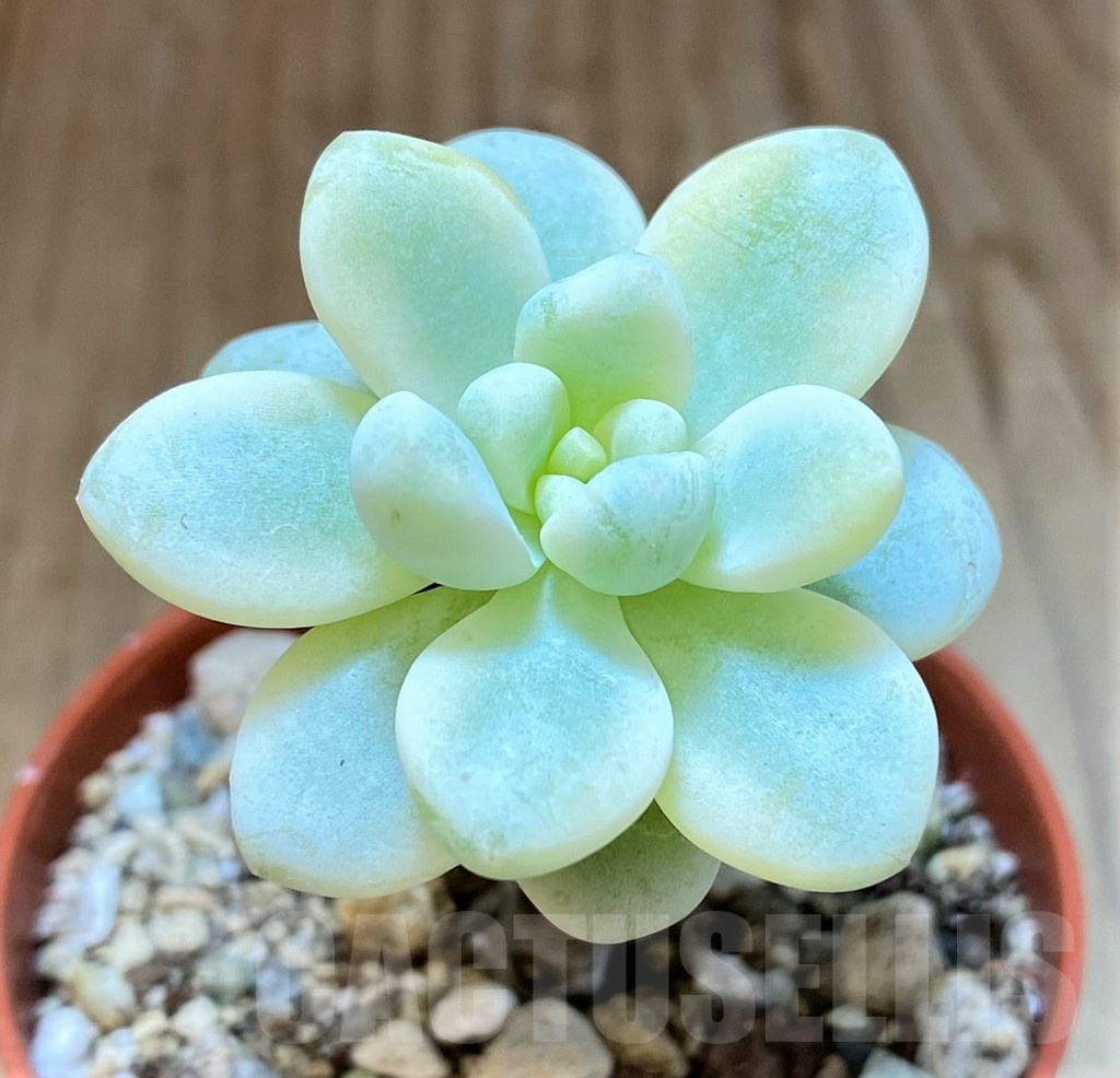 SH22937 Graptopetalum 'Apricot' f. variegata