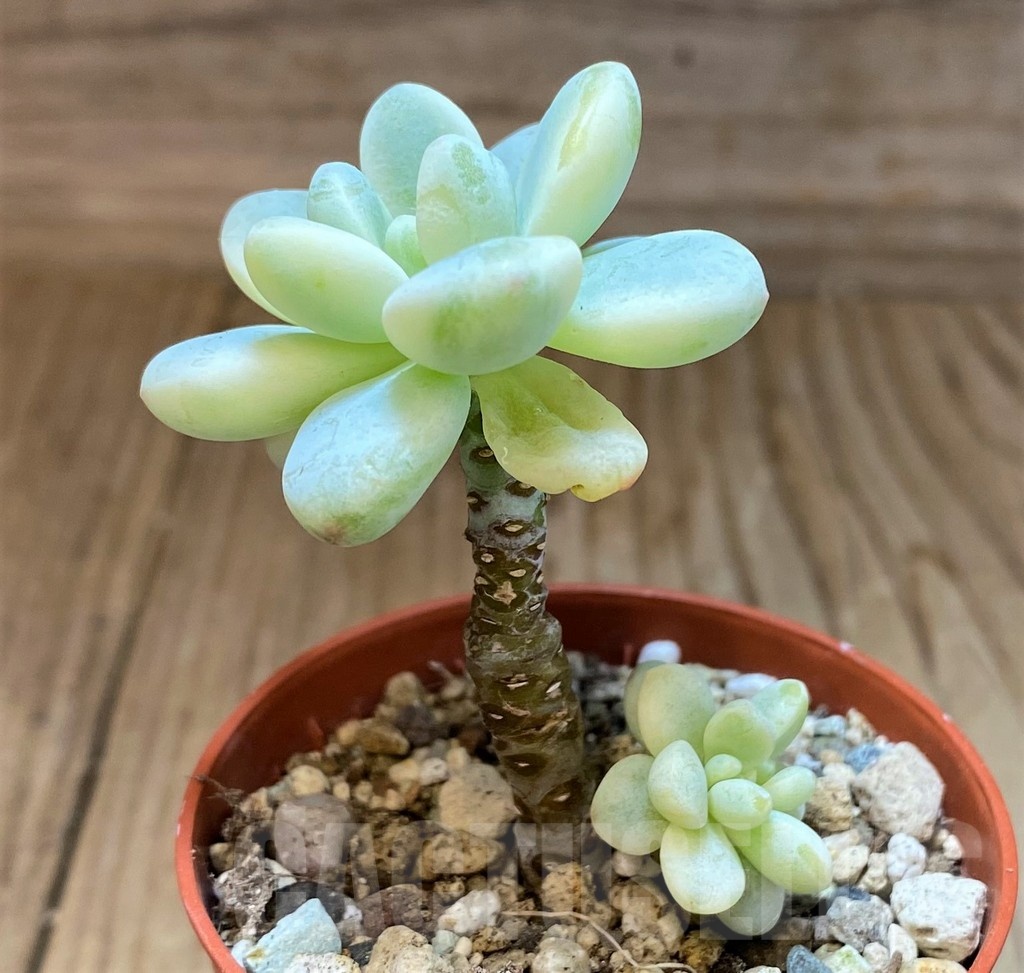 SH22937 Graptopetalum 'Apricot' f. variegata - Image 2
