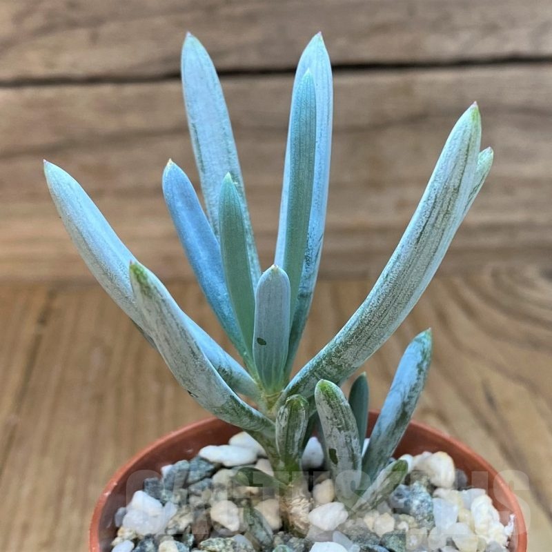 SH22938 Senecio serpens ‘Dwarf Blue Chalk Sticks’