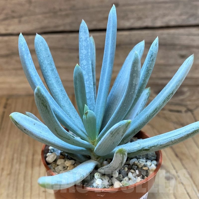 SH22939 Senecio serpens ‘Dwarf Blue Chalk Sticks’